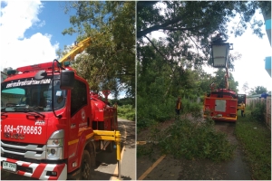 ตัดไม้ กิ่งไม้ ในบริเวณโรงเรียนบ้านตากแดด