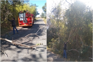ตัดแต่งกิ่งไม้ ตัดต้นไม้ ในบริเวณบ้านหนองขุ่น หมู่ที่ 1